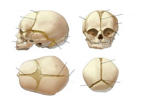 Game Statistics Fontanelles And Sutures In The Newborn Skull