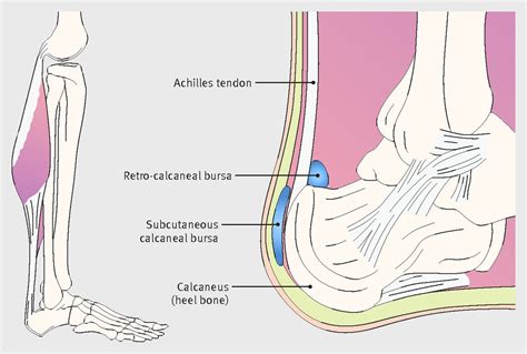 Calcaneal Anatomy Anatomical Charts And Posters