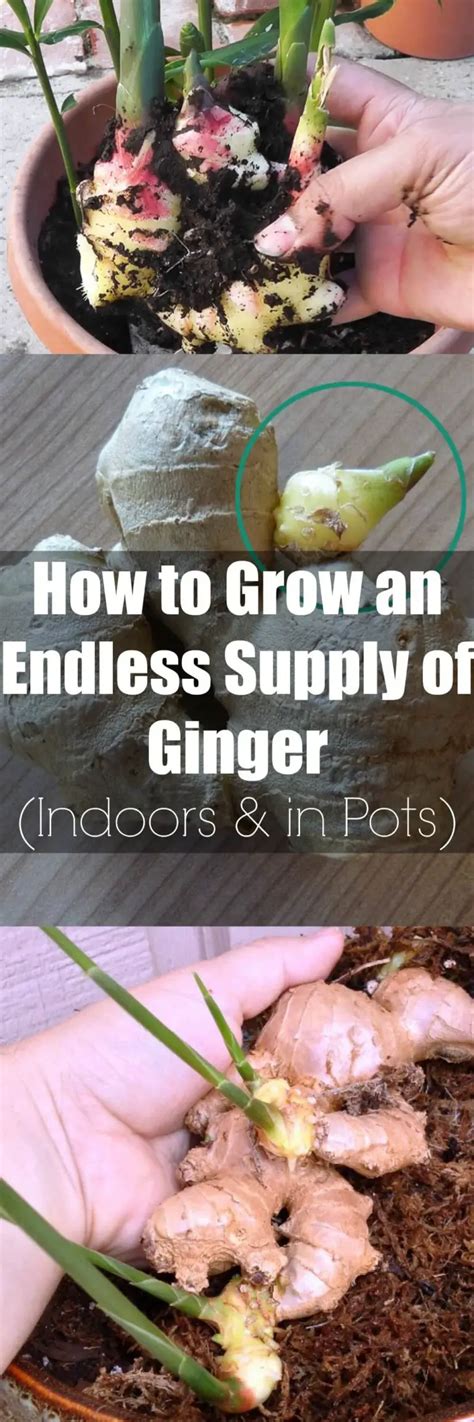 How To Grow Ginger In Pots Plant Instructions