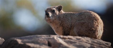 Hyrax History And Some Interesting Facts