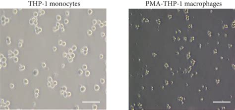 Characterization Of Thp 1 Cells A Flow Cytometric Histograms Of