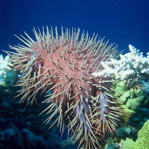 The Spikey Crown Of Thorns Starfish Earth Rangers