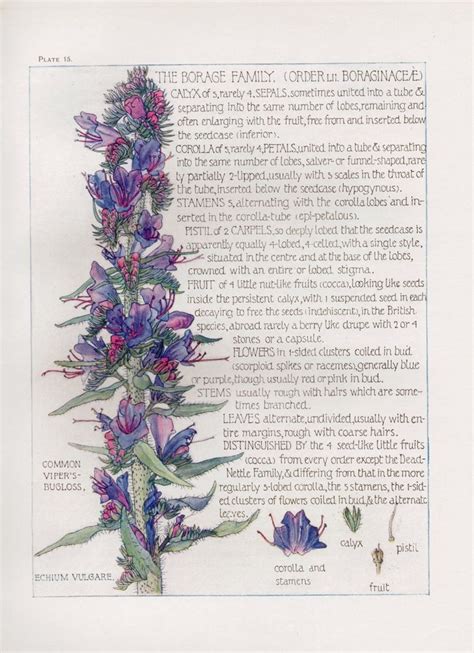 Borage Wild Flower Botanical Print By Isabel Adams Antique Print