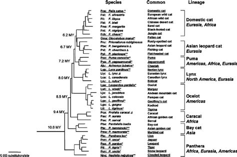 Fiv Seroprevalence Plotted Against The Phylogenetic Tree Of The Cat
