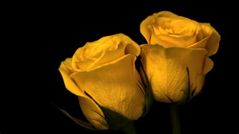 Two Yellow Roses Nature Plants Flowers 4k Hd Wallpapers Hd Wallpapers
