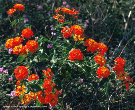 Maybe you would like to learn more about one of these? Texas Native Plants Database
