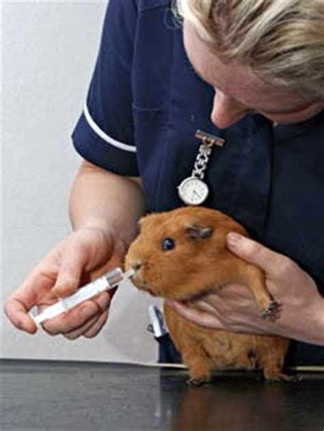 Typically, vet assistants have a lot of experience working with animals and taking care of things around the veterinarian's office, animal shelter, or animal hospital. Veterinary Assistants and Laboratory Animal Caretakers ...