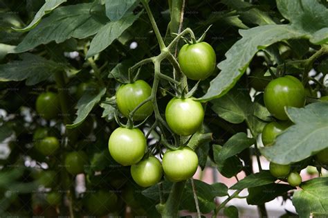 Unripe Tomatoes Stock Photos Motion Array