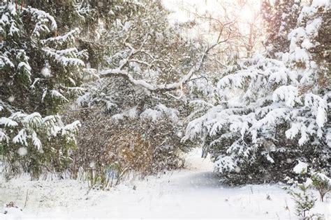 Beautiful Winter Stock Photo Image Of Climate Beautiful 36066088