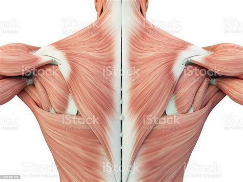 The muscles of the torso shape a person's appearance in many ways. Human Anatomy Torso Back Muscles Pain 3d Illustration Stock Photo & More Pictures of Alternative ...