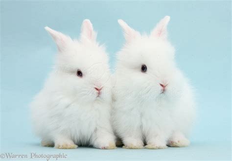 Fluffy White Baby Bunnies Wallpapers Gallery