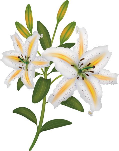 Lily Flower Vector Png