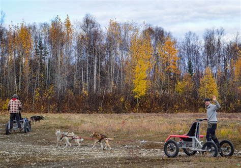 Dryland Dog Sledding Anchorage Project Expedition