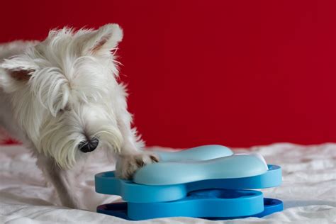 Nina Ottosson Dog Tornado Toy Review Vanillapup