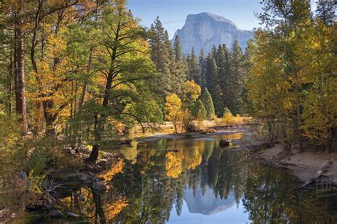Half Dome And Autumn Forest Reflected In The Merced River Yosemite