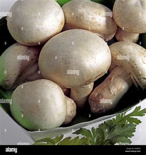 Button Mushroom Or Cultivated Mushroom Agaricus Bisporus Stock Photo