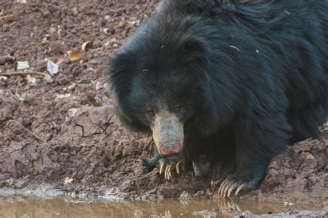 Sloth Bears The Only Bears That Regularly Climb Trees Mudfooted