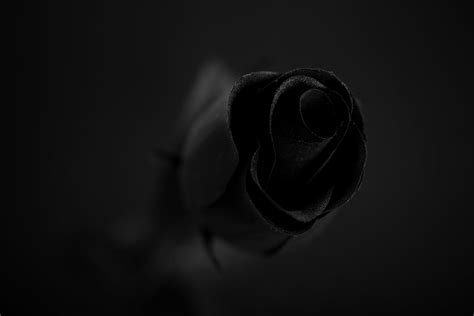 Black Roses Wallpaper 64 Images