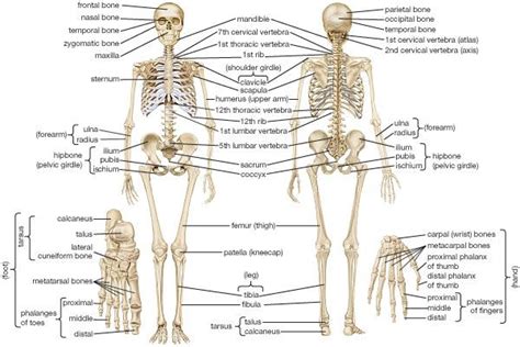 Human Anatomy Skeletal System Skeleton And Locomotion Muscles Byjus