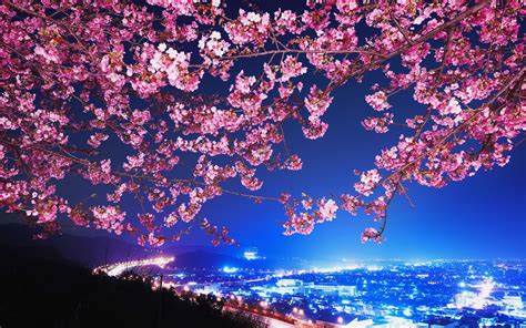 Japan Sakura Cherry Blossom Highway City Night Trees Cherry Blossom