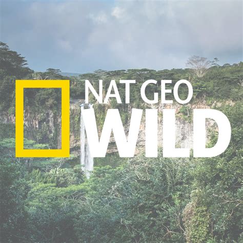 Nat Geo Wild Live Stream How To Watch Nat Geo Wild Online