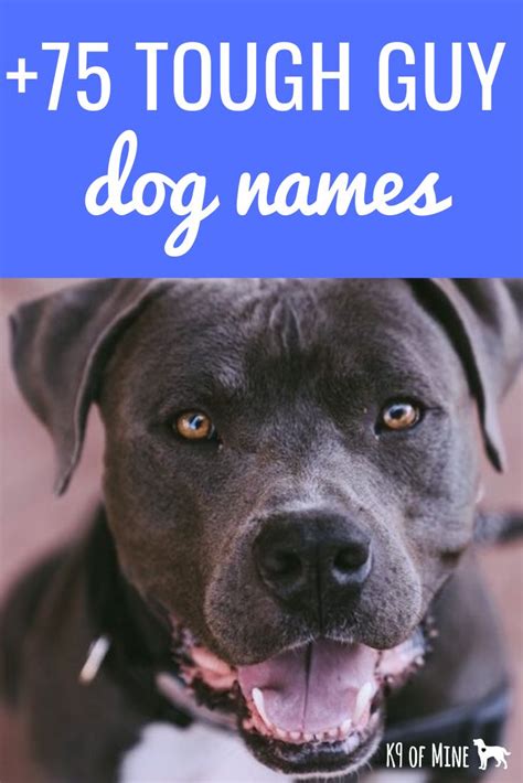 75 Tough Dog Names With Images Tough Dog Names Dog Names