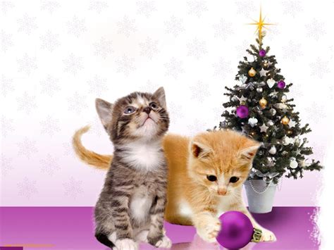 49 Christmas Kittens Wallpaper Wallpapersafari