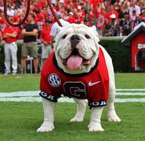 Georgia Bulldogs Football On Instagram Que Was Named The Best Mascot