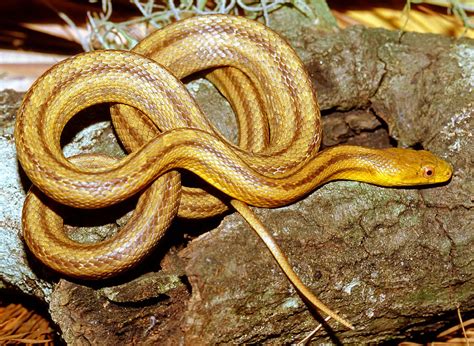 Yellow Rat Snake Photograph By Millard H Sharp Pixels