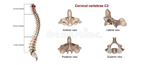 Cervical Vertebrae C2 Stock Illustration Illustration Of Lumbar 78412416