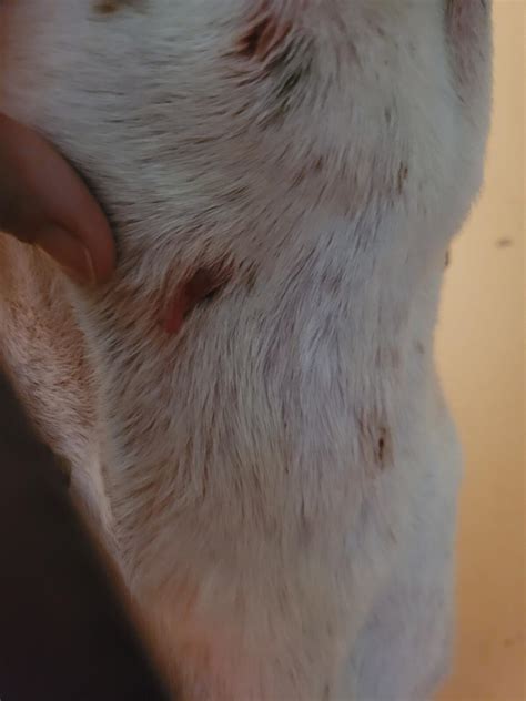 My Dog Has A Puncture Wound Its Clean And Only Mild Swelling I Need
