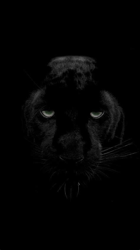 Art Cool Black Panther Animal Hd Phone Wallpaper Pxfuel
