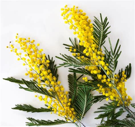 Mimosa Branches With Yellow Flowers Close Up Stock Image Image Of