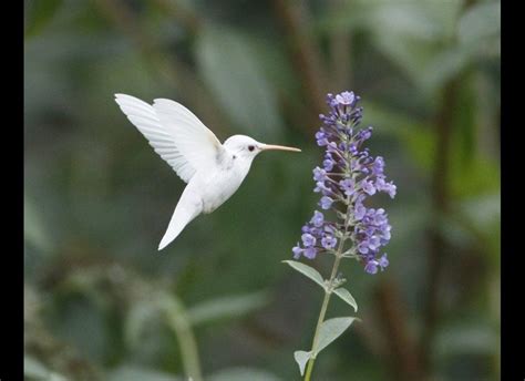 An Extremely Rare Albino Ruby Throated Hummingbird Click Through For