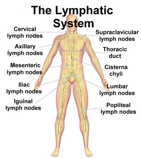 Location Of Lymphatic System Lymph Nodes Locations In The