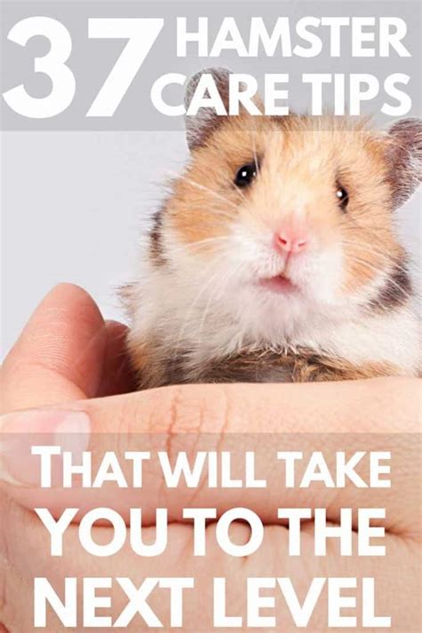 37 Hamster Care Tips That Will Take You To The Next Level