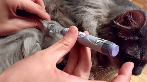 How To Inject A Dog Giving An Injection Step By Step