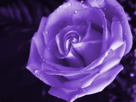Rose, dry, bud, petals 4k wallpaper. Purple Rose Wallpaper - Wallpaper, High Definition, High ...