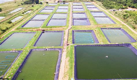 Tilapia Fish Farming