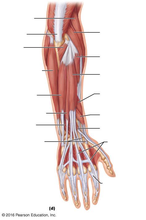 Superficial Muscles Of Posterior Forearm Diagram Quizlet