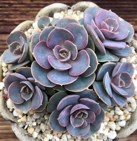 Succulents For Sale Australia Types Of Succulent Plant