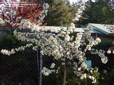 Plantfiles Pictures Sargents Crabapple Tina Malus Sargentii By