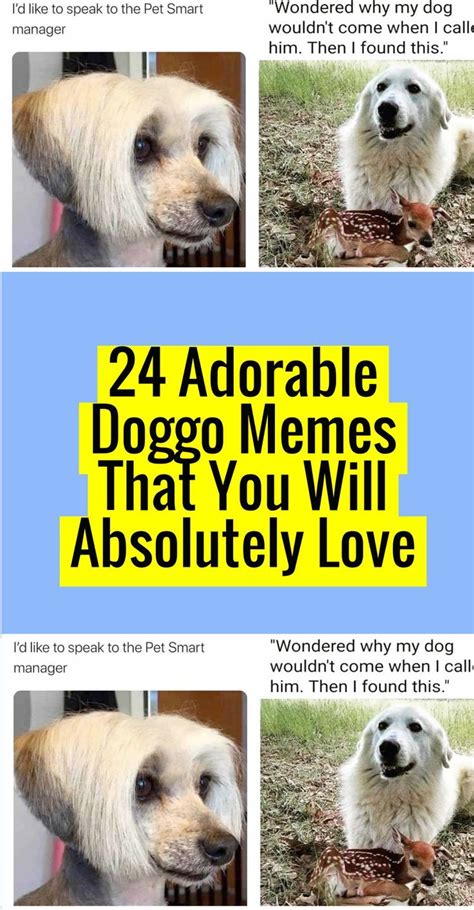 24 Adorable Doggo Memes That You Will Absolutely Love Wow Facts You