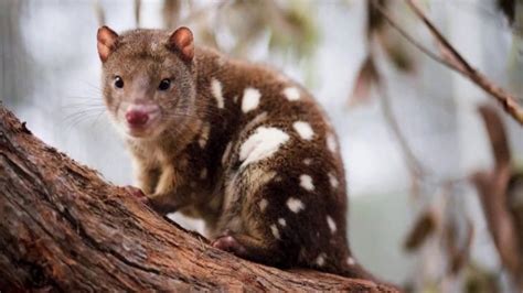 Interesting Quoll Facts Youtube