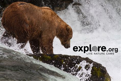 Watch Bear Cam At Katmai National Park And Preserve In Alaska