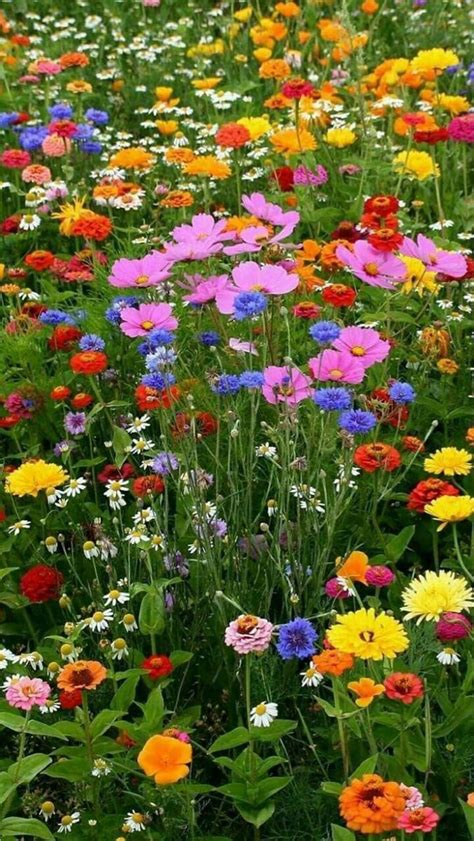 Pin By Lunatic On ɴᴀᴛᴜʀᴇ Wild Flower Meadow Wildflower Garden