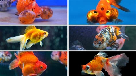 17 Small Goldfish Types Full Guide With Pictures