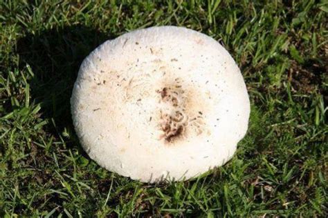 Mycologie Agaricus Bernardii Ou Agaric Des Près Salés Lagaric De