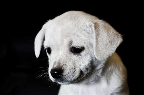 Parcourez 2 296 photos et images disponibles de sad puppies, ou lancez une nouvelle recherche pour explorer. 13 Cute And Sad Puppies That Will Give You The Feels