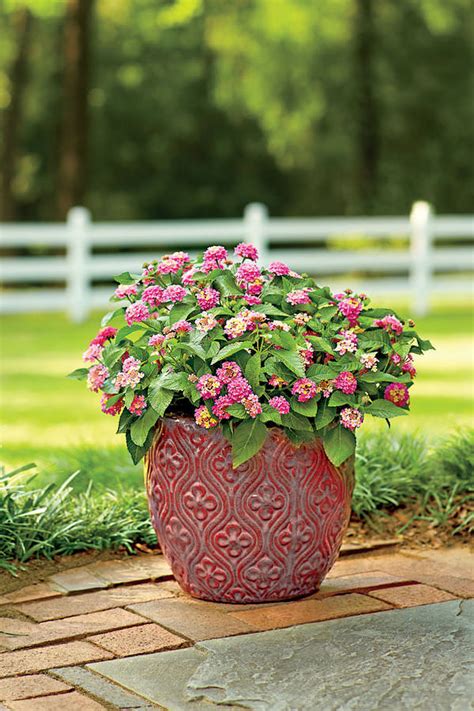 Full sun is defined as an area receiving at least six or more hours of direct sun each day. Heat-Tolerant Container Gardens for Sweltering Summers ...